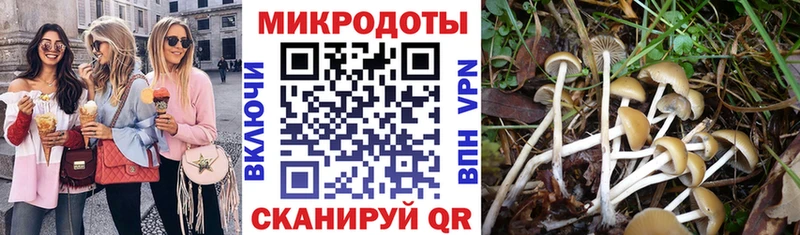 МЕГА ССЫЛКА  продажа наркотиков  Чегем  Псилоцибиновые грибы мицелий 